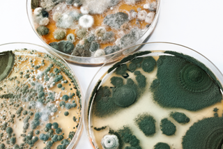 photo of three petri dishes filled with different types of mold