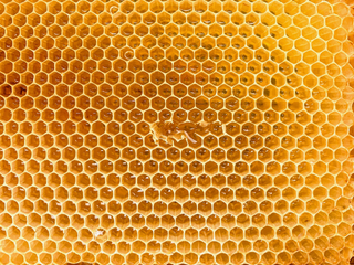 photo close up of a beehive 