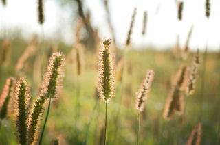 photo of grass pollen close up