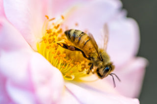 Understanding and Managing Seasonal Allergies and Hay Fever
