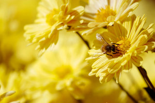 Seasonal Allergies and Hay Fever: Your Ultimate Guide to Relief
