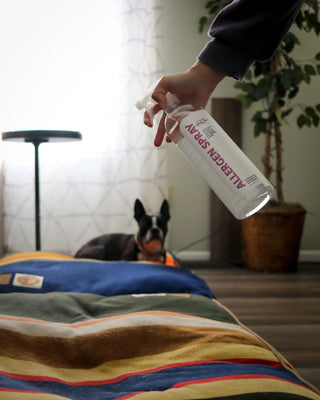 allergen spray by allergy asthma clean bottle being sprayed on pet bedding next to dog