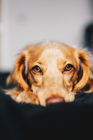 cute dog laying on black bedding looking at you