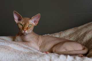 hairless cat laying on bed