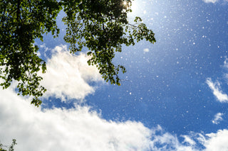 pollen in the air