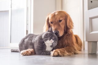 grey cat and golden retriever dog on floor