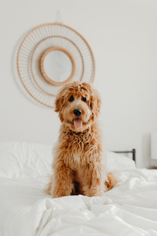 fluffy dog sitting on white bed