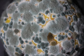 mold allergy