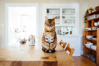 cat sitting on table in kitchen