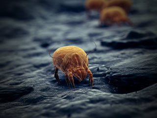 illustration of a dust mite close up