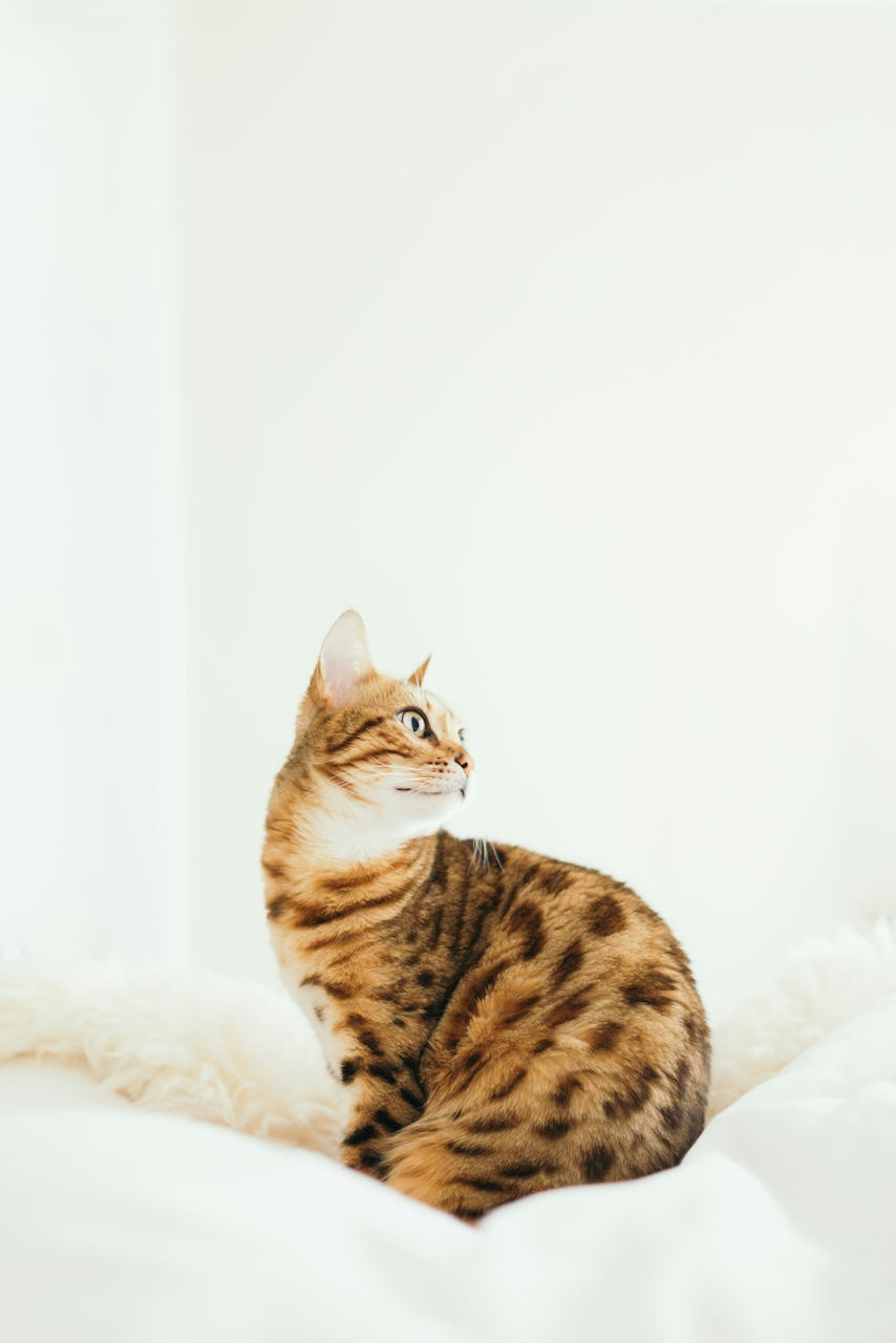 image bengal cat sitting on a bed