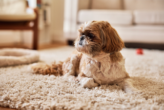 Are Shih Tzus Truly Hypoallergenic?