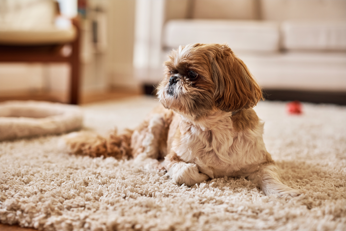 photo of a shih tzu laying on a brown carpet in the living room