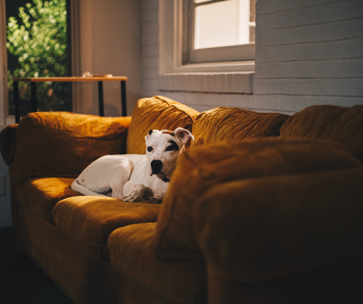 How to Get Pet Dander Out of a Couch Allergy Defender