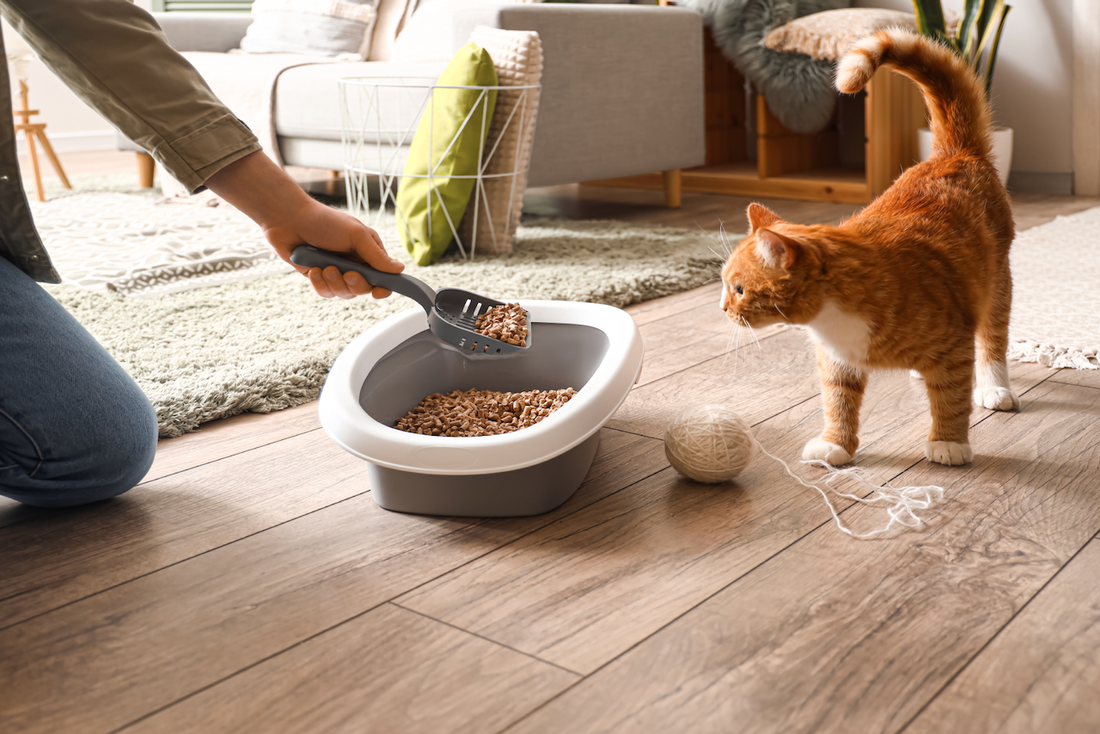 image of person cleaning out cat litter with cat nearby