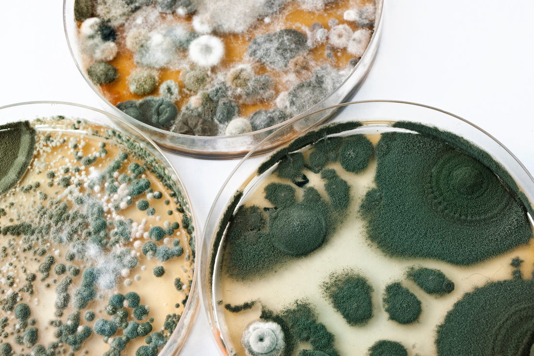 photo of three petri dishes filled with different types of mold