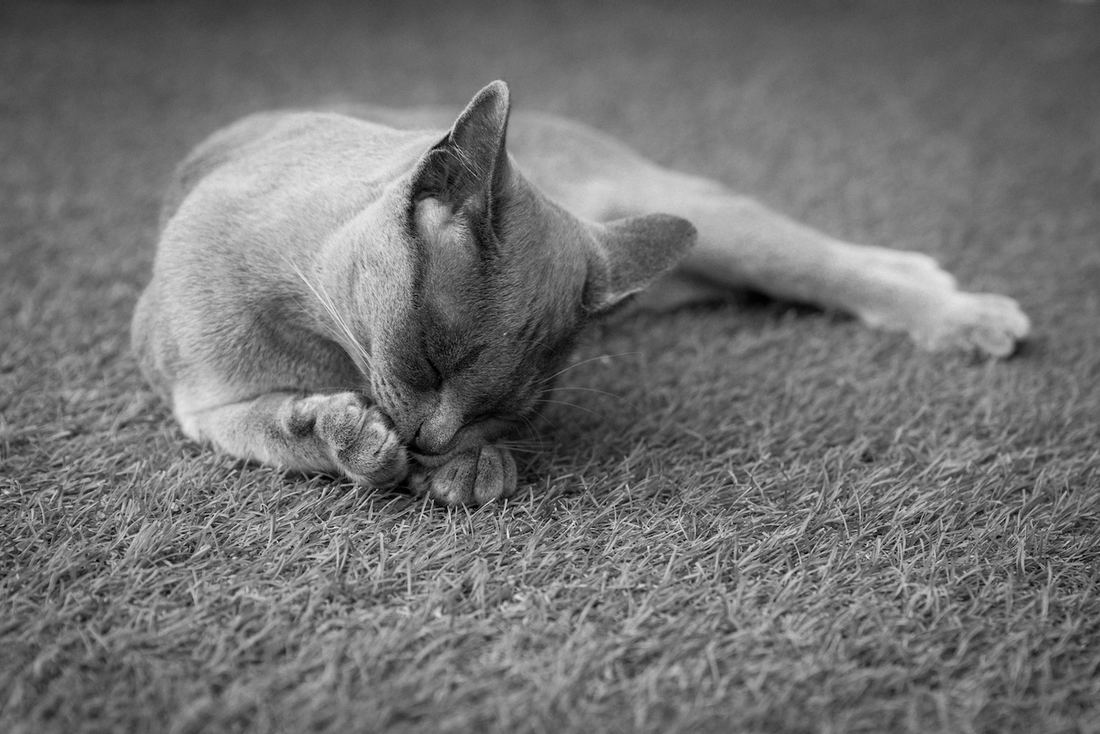 photo of a grey cat on a grey carpet
