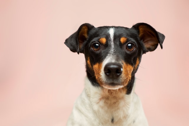 jack russell terrier dog on pink background