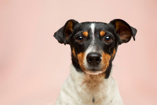 jack russell terrier dog on pink background