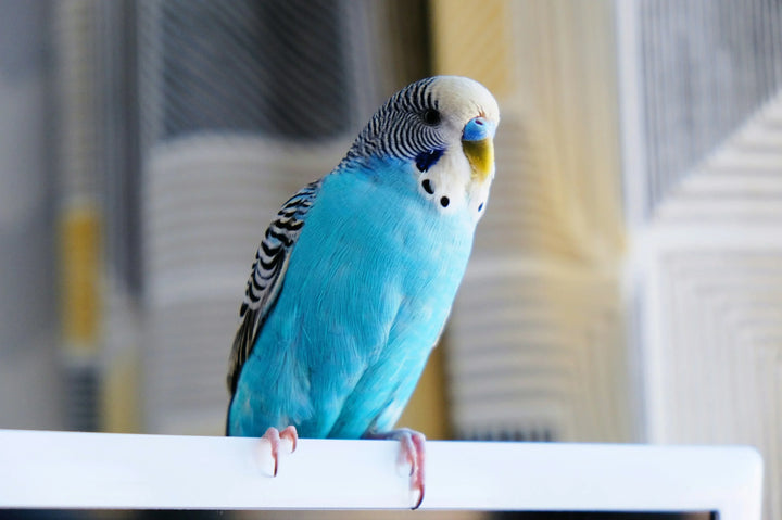 Bird Dander Allergy: What Every Bird Owner (and Aspiring Owner) Should Know