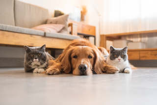 image of one dog and two cats laying on the floor
