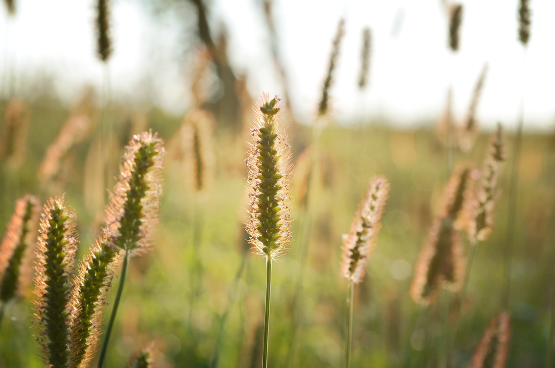 photo of grass pollen close up