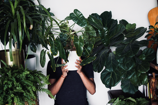 Breathe Easy: The Best Houseplants for Improving Air Quality