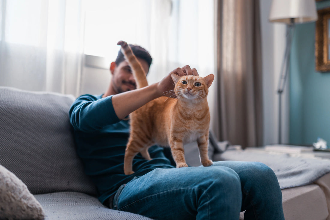 How Long Do Cat Allergens Stay in a Home?