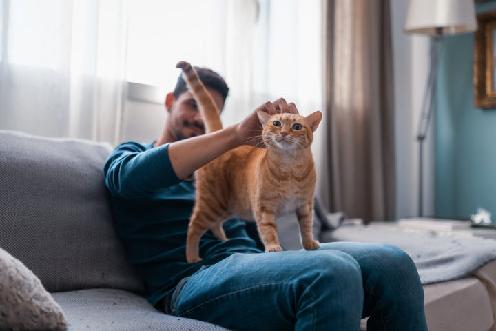 How Long Do Cat Allergens Stay in a Home?