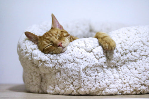 What are the Worst Cat Breeds: Shocking Truths Revealed