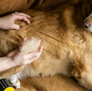 image of person holding clump of dog hair with dog in background
