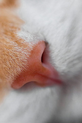 Pet Allergies: A Complete Natural Guide