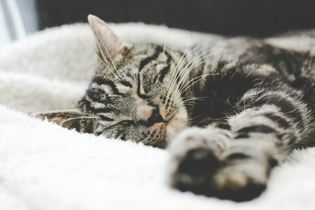 photo of grey and white stripped cat laying on a white blanket