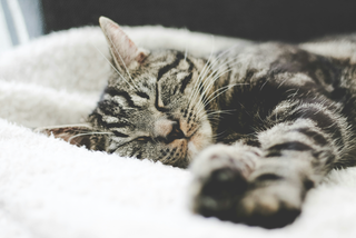 photo of grey and white stripped cat laying on a white blanket