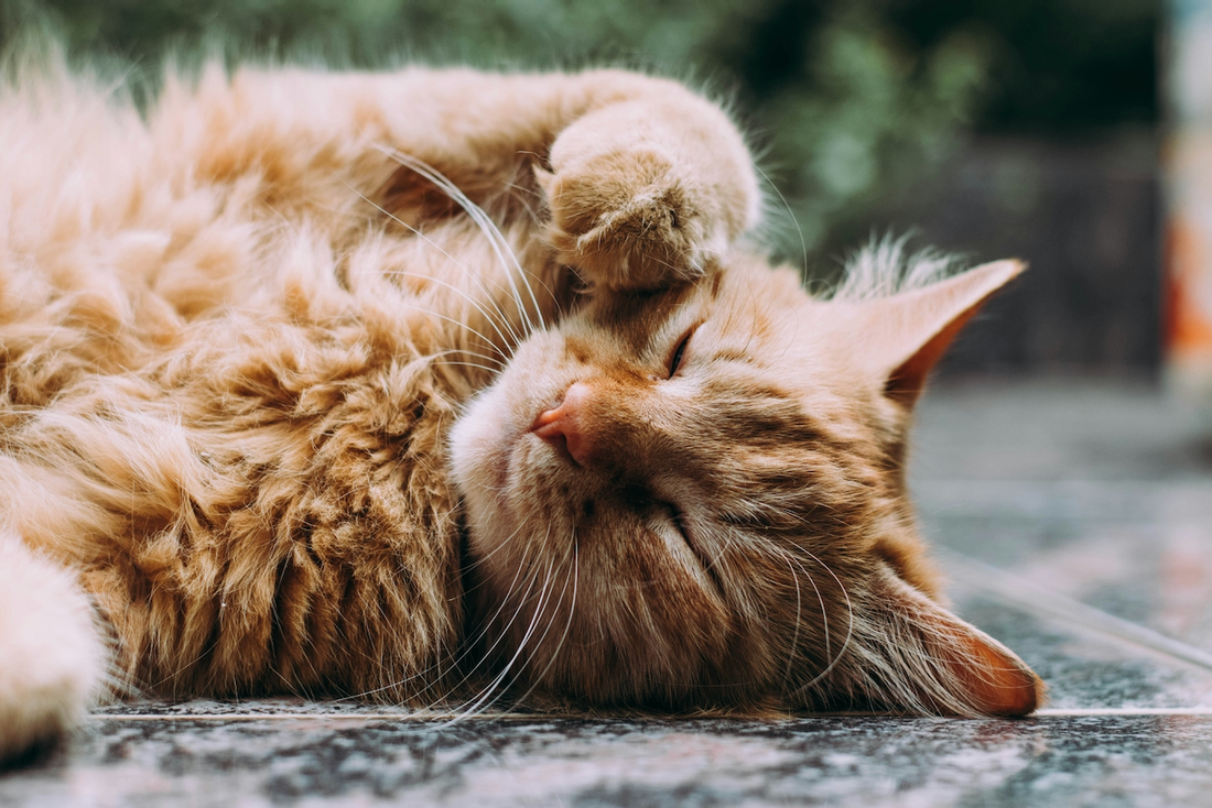 Homeopathic Treatments for Cat Allergies