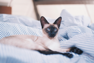 Hypoallergenic Cats: Myths and Facts