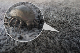 close up of dust mites shown in carpet