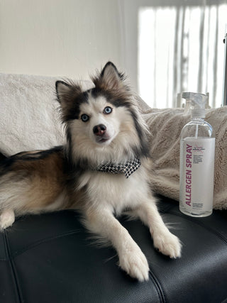 allergy asthma clean allergen spray bottle next to dog on couch
