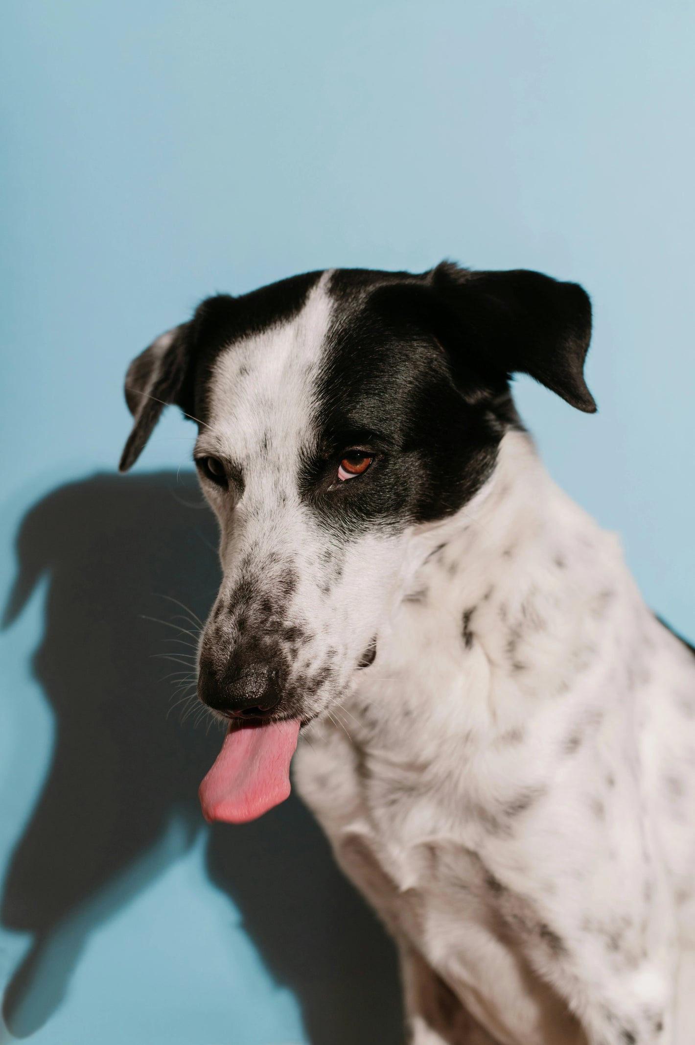 Dog with black and white fur against a blue background