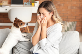 women sneezing holding tissue to face with dog nearby on couch