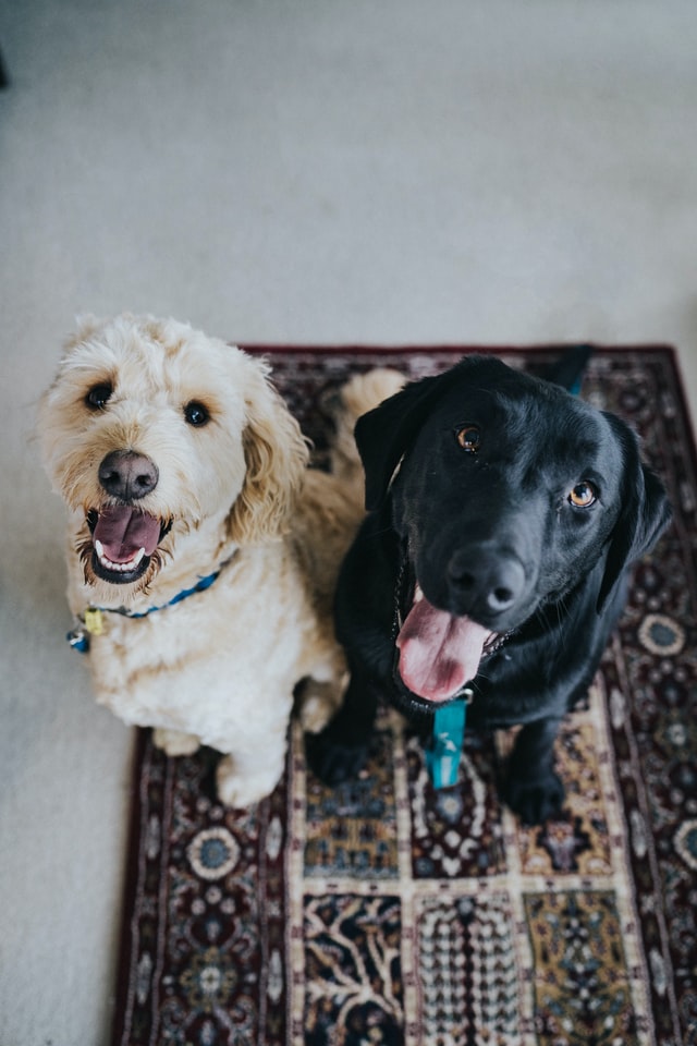 two dogs sitting on a rug in a livingroom