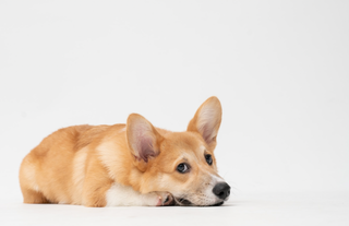 corgi dog laying on white floor with white background