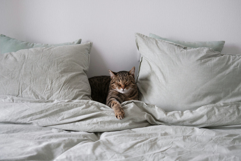 Cat lying on a bed with light gray bedding and pillows.