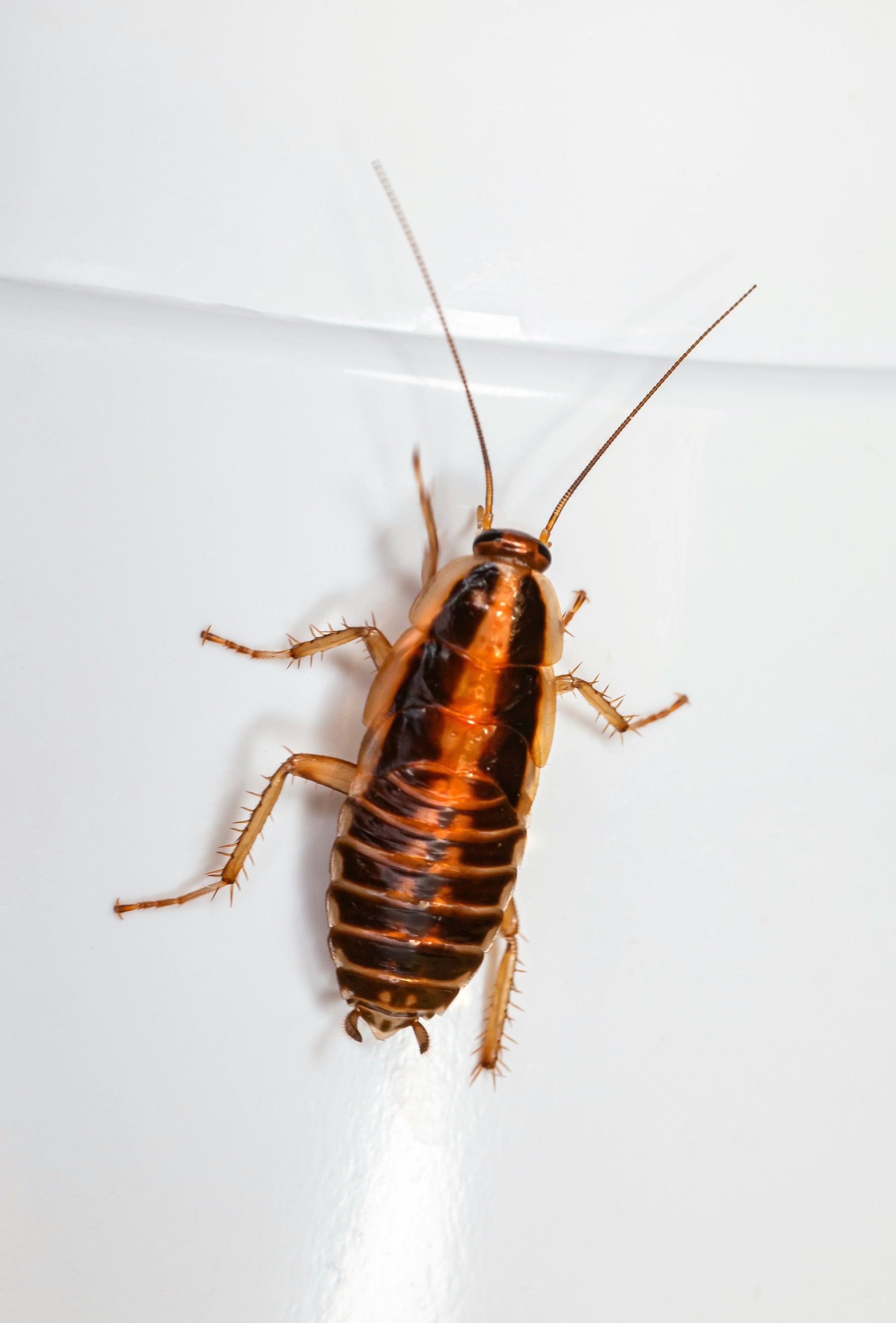 Close-up of German cockroach on white surface showing allergen-producing pest in home