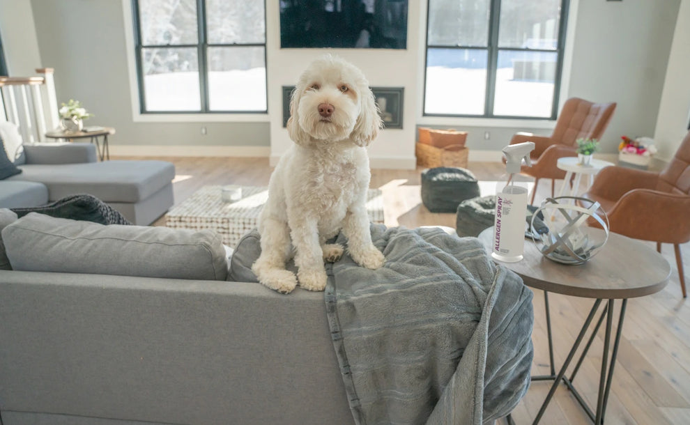 A fluffy cream-colored dog sits on the back of a gray sofa in a bright, modern living room with large windows, wood floors, and contemporary furniture.
