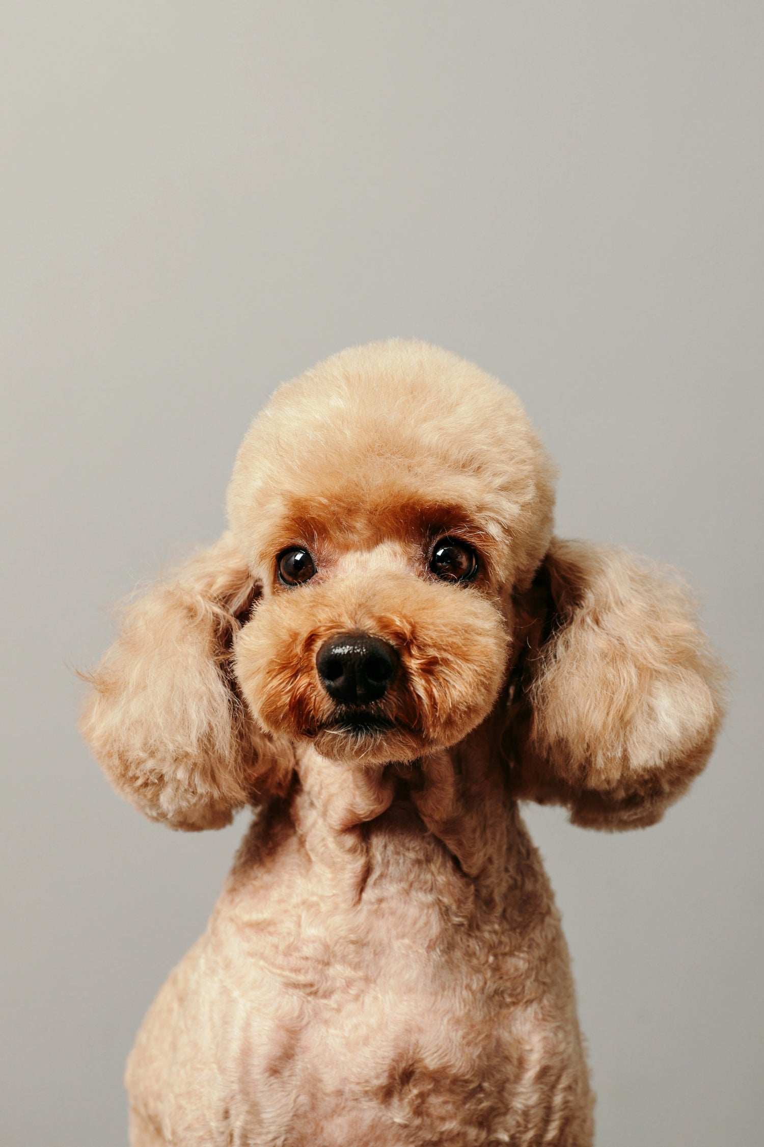 Brown poodle with a neat haircut against a plain background