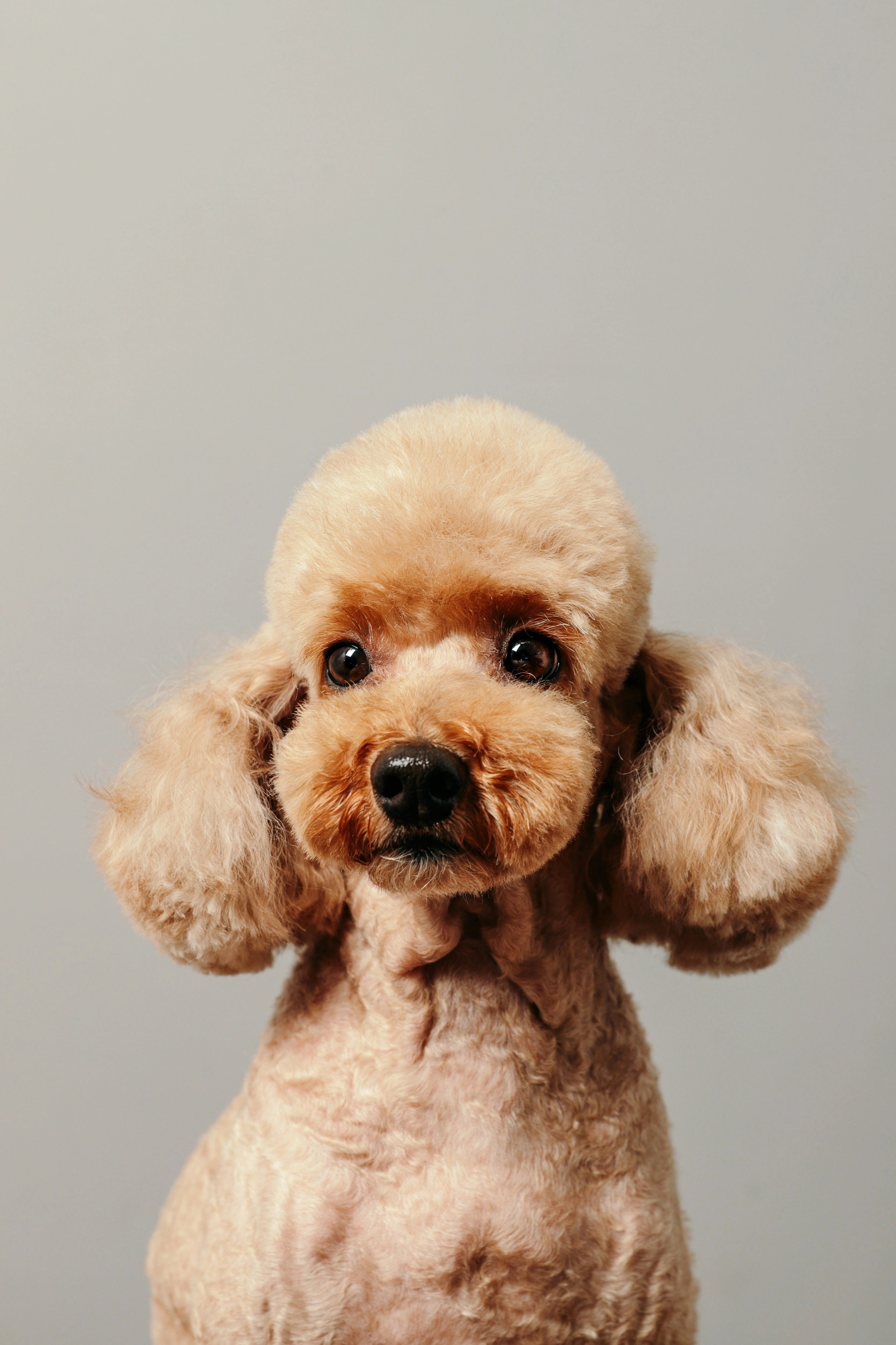 Brown poodle with a neat haircut against a plain background