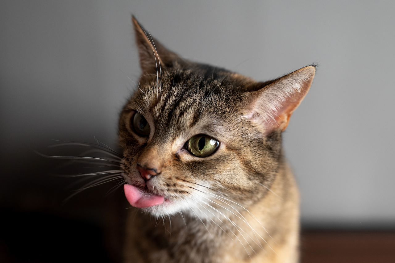 cat licking its self can cause allergies to humans